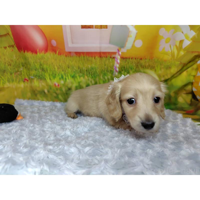 成約済の神奈川県のミニチュアダックスフンド(ロングヘアード)-446618の2枚目