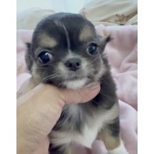 ♀︎チワワ(ロングコート)