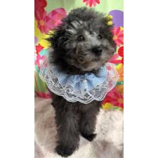 ♀︎タイニープードル