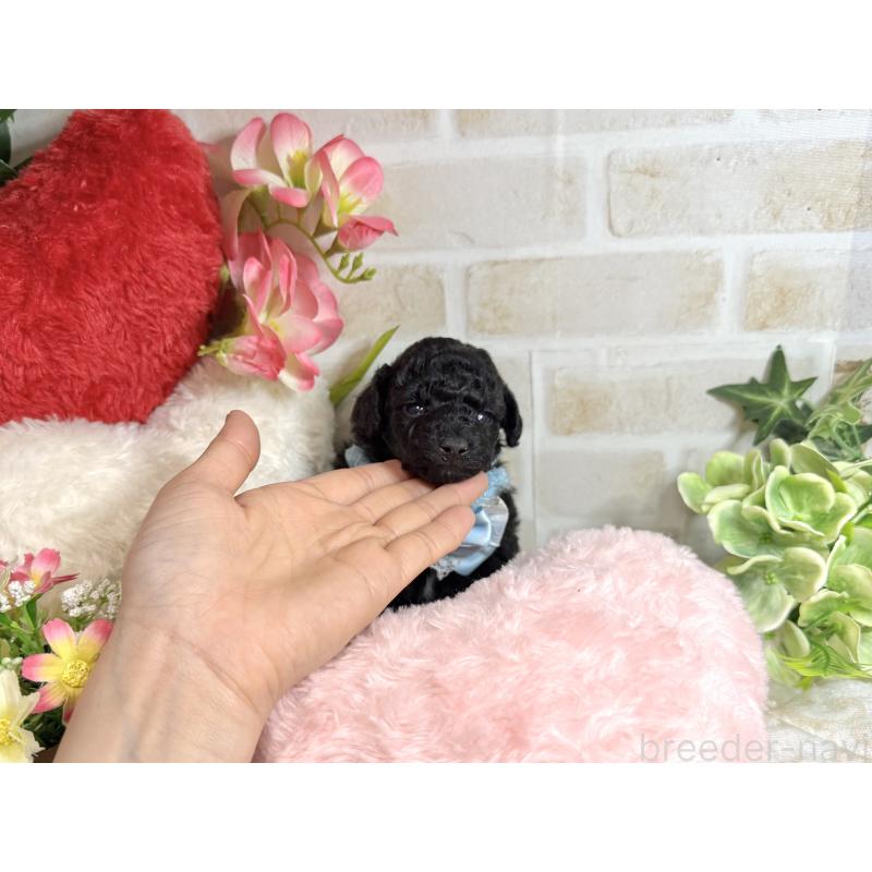 販売中の愛知県のトイプードル-445561の19枚目