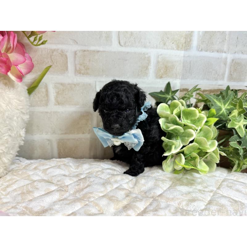 販売中の愛知県のトイプードル-445561の18枚目