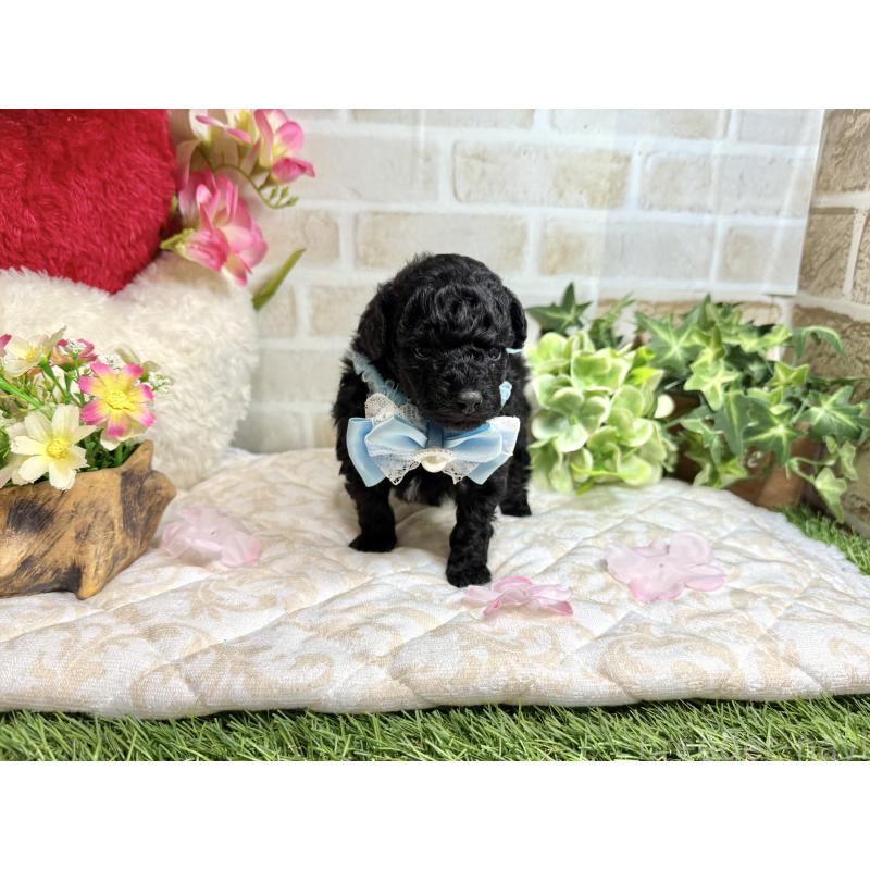 販売中の愛知県のトイプードル-445561の17枚目