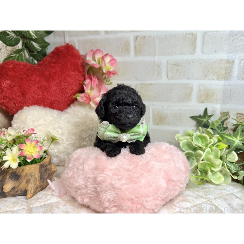 販売中の愛知県のトイプードル-445563の18枚目