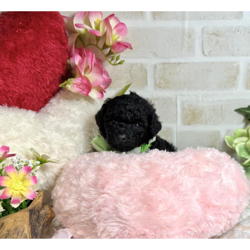 販売中の愛知県のトイプードル-445563の16枚目