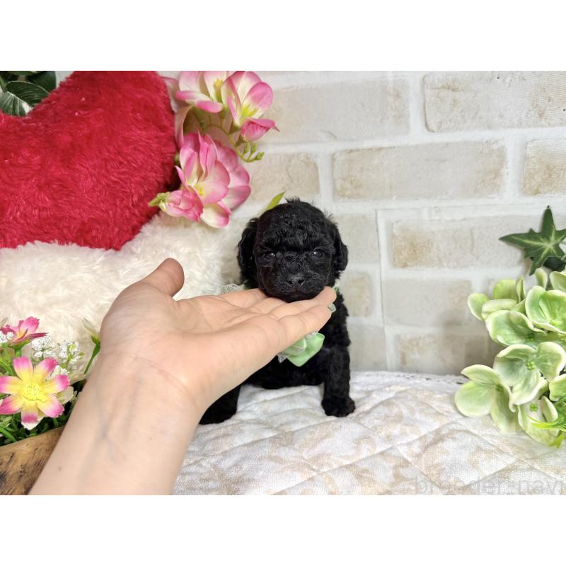 販売中の愛知県のトイプードル-445563の15枚目