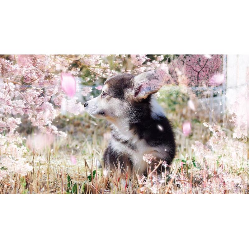 販売中の千葉県のウェルシュコーギーペンブローク-445799の2枚目