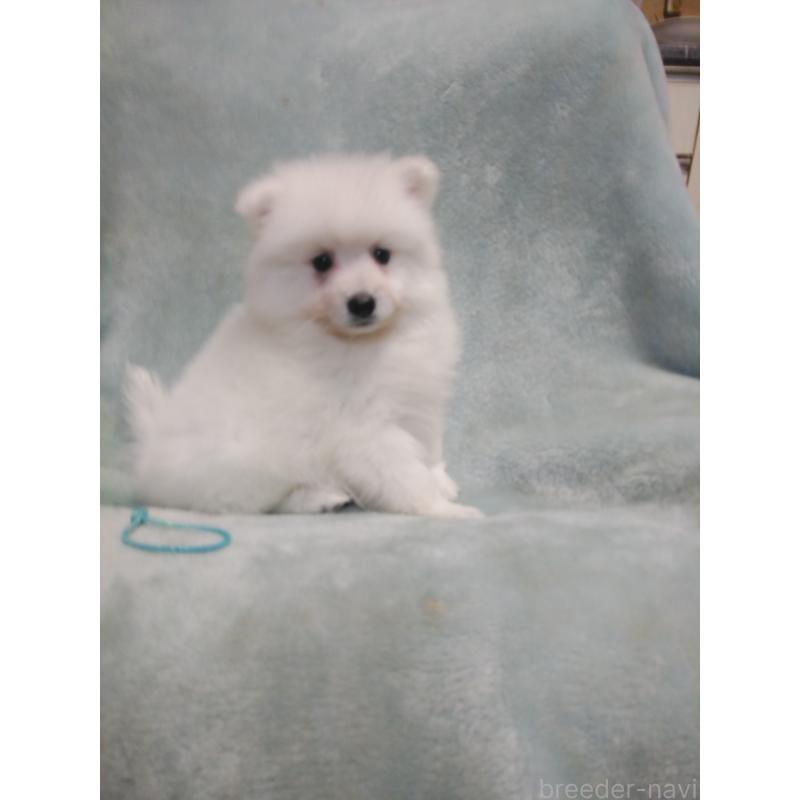 成約済の千葉県の日本スピッツ-446711の5枚目