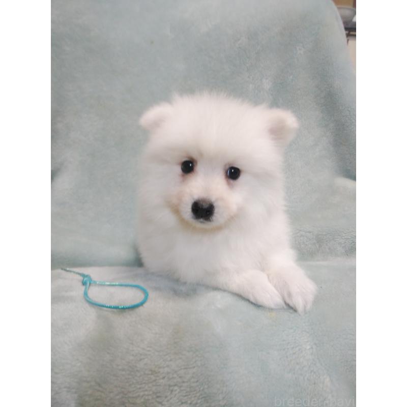 成約済の千葉県の日本スピッツ-446711の4枚目