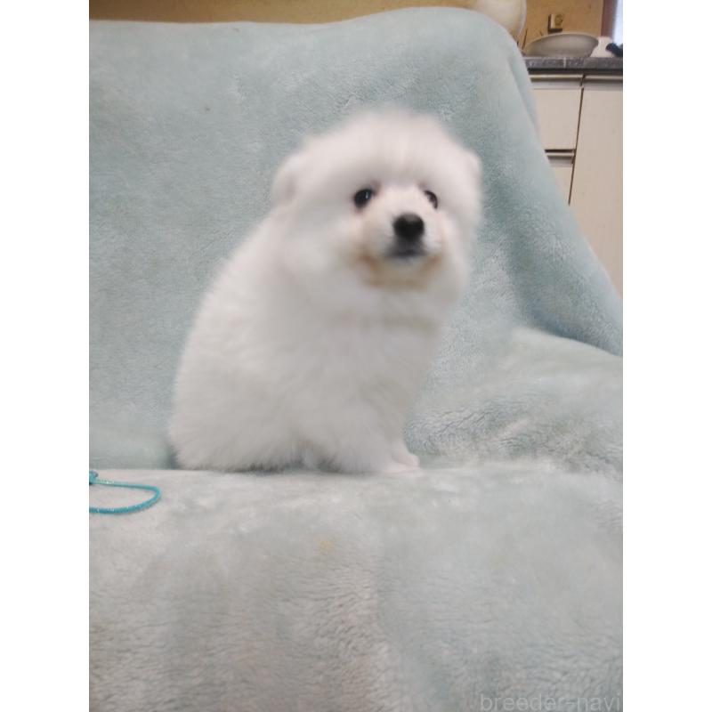 成約済の千葉県の日本スピッツ-446711の3枚目