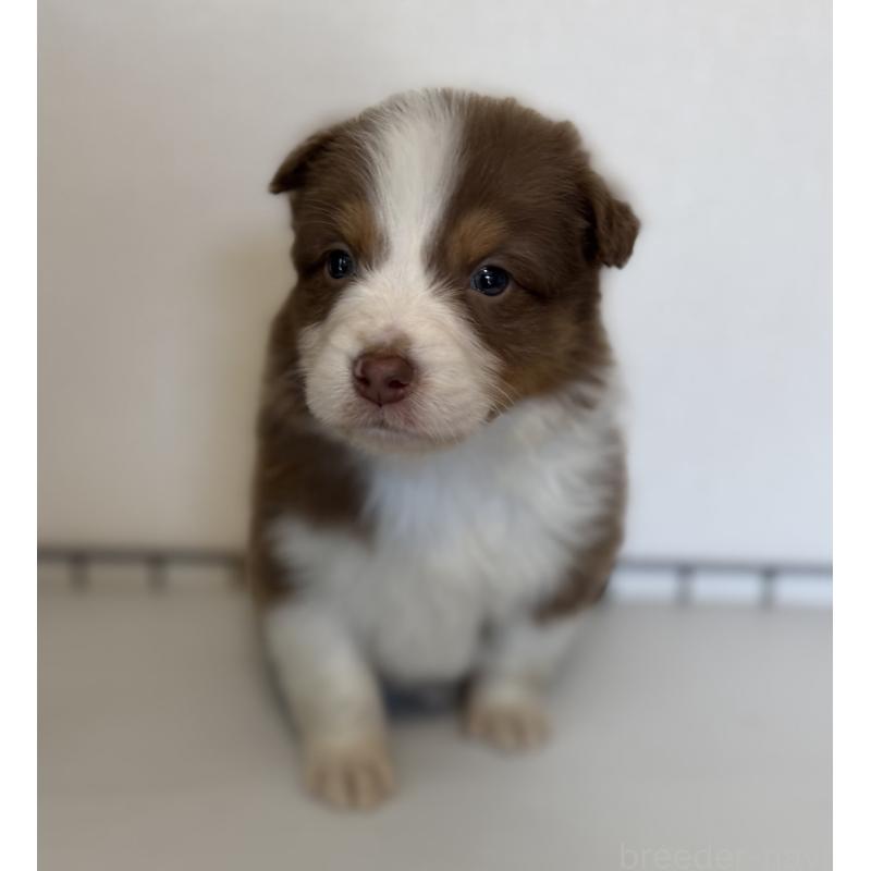 商談中の山梨県のオーストラリアンシェパード-444636の5枚目