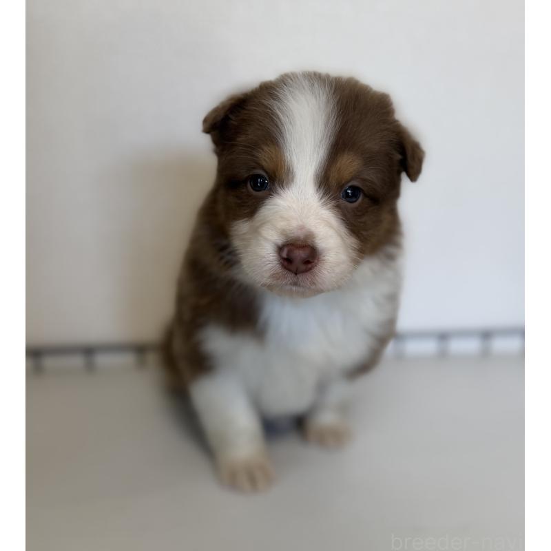 商談中の山梨県のオーストラリアンシェパード-444636の4枚目