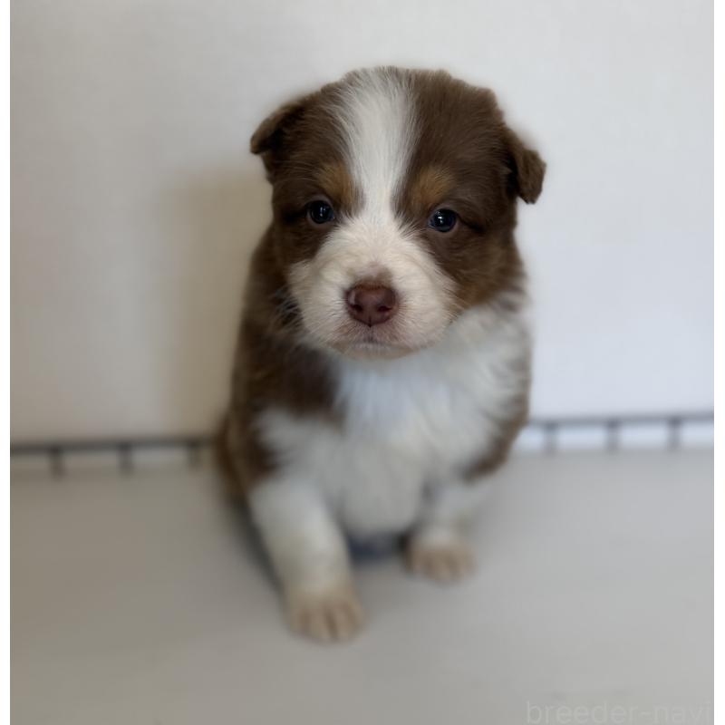 商談中の山梨県のオーストラリアンシェパード-444636の2枚目