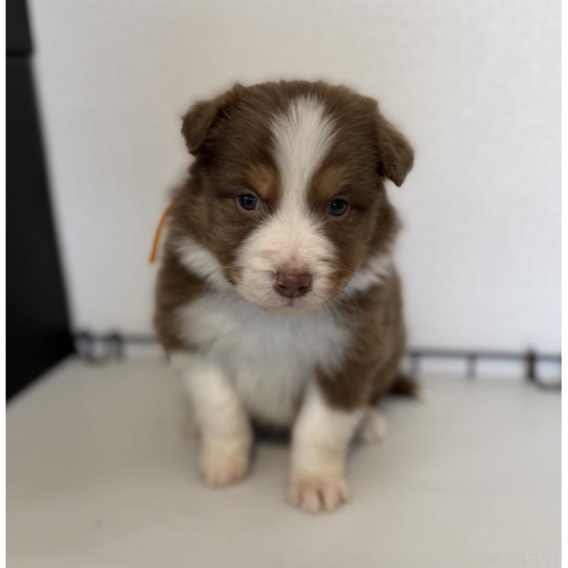 販売中の山梨県のオーストラリアンシェパード-444635の5枚目