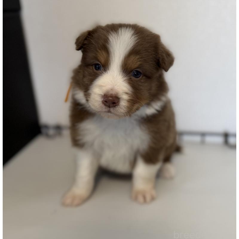 販売中の山梨県のオーストラリアンシェパード-444635の4枚目