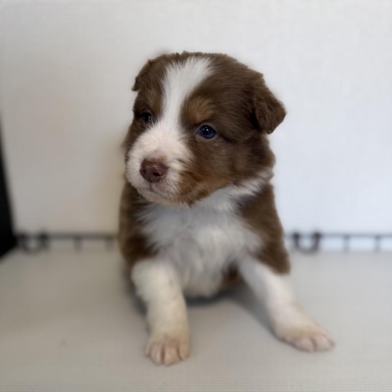 販売中の山梨県のオーストラリアンシェパード-444635の3枚目