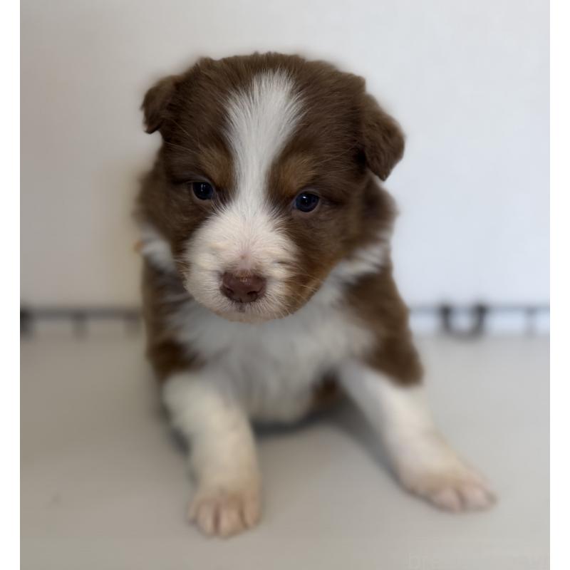 販売中の山梨県のオーストラリアンシェパード-444635の2枚目