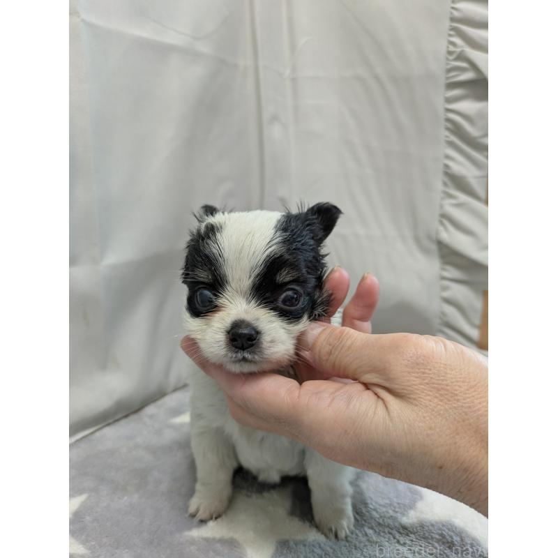 成約済の愛知県のチワワ(ロングコート)-447296の5枚目