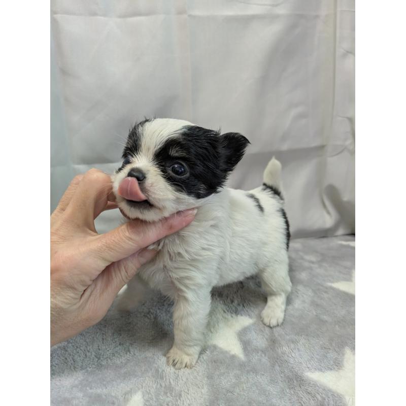 成約済の愛知県のチワワ(ロングコート)-447296の4枚目