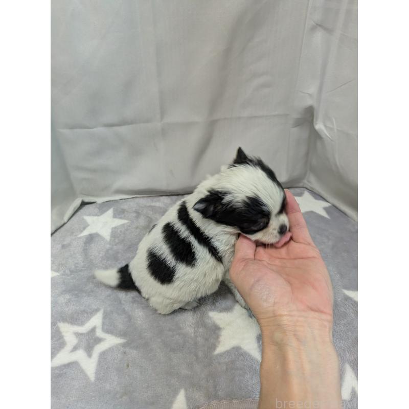 成約済の愛知県のチワワ(ロングコート)-447296の3枚目