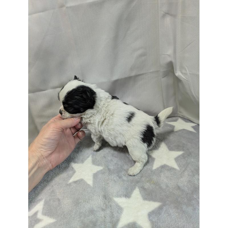 成約済の愛知県のチワワ(ロングコート)-447296の2枚目