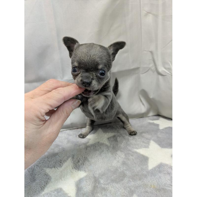 成約済の愛知県のチワワ(スムースコート)-447298の4枚目