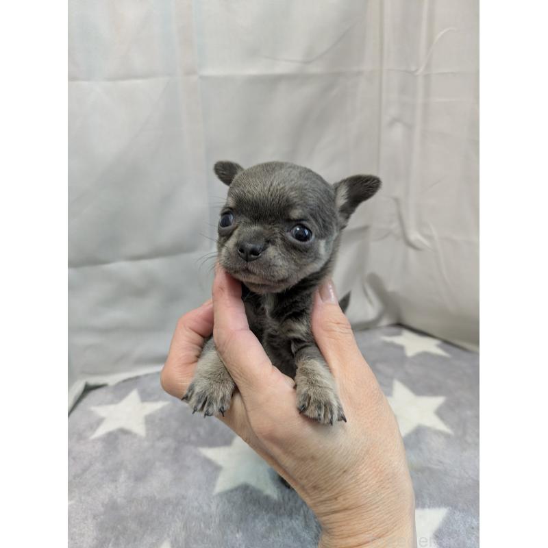 成約済の愛知県のチワワ(スムースコート)-447298の3枚目