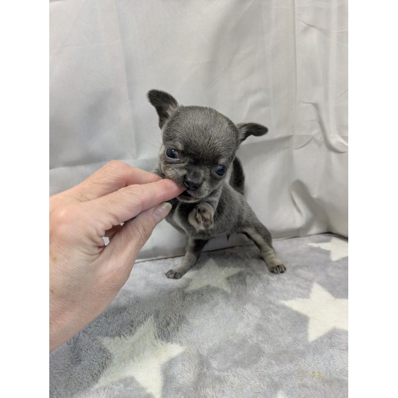 成約済の愛知県のチワワ(スムースコート)-447298の2枚目