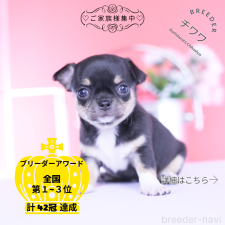 ♀︎チワワ(スムースコート)