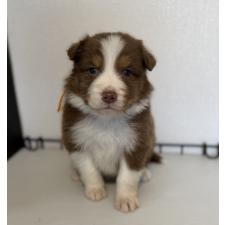 ♀︎オーストラリアンシェパード