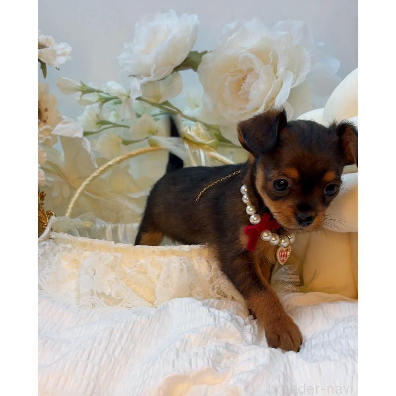 販売中の大阪府のチワプー:チワワ×トイプードル-439400の3枚目