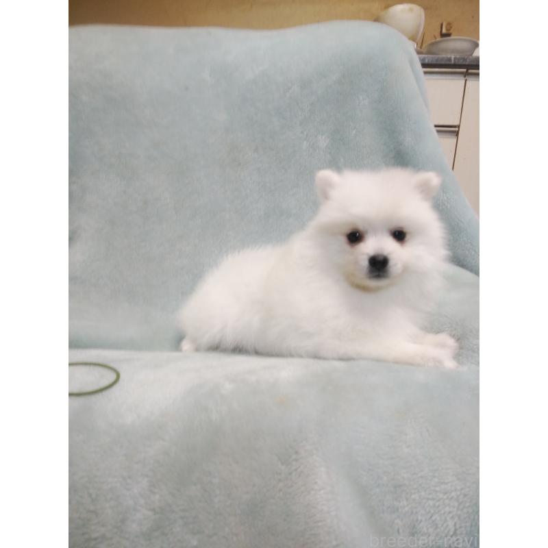 成約済の千葉県の日本スピッツ-445200の3枚目