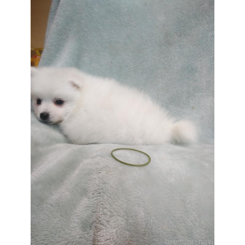 成約済の千葉県の日本スピッツ-445200の2枚目