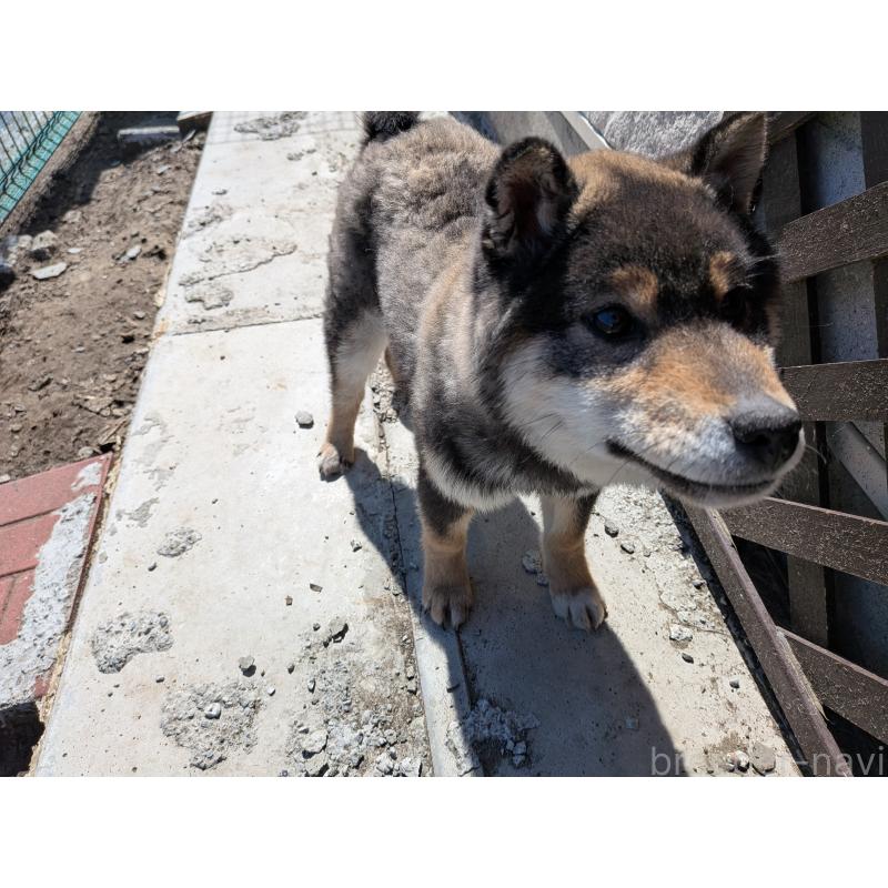 販売中の千葉県の柴犬-423086の2枚目