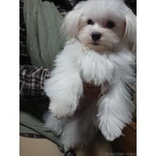 ♀︎マルチーズ