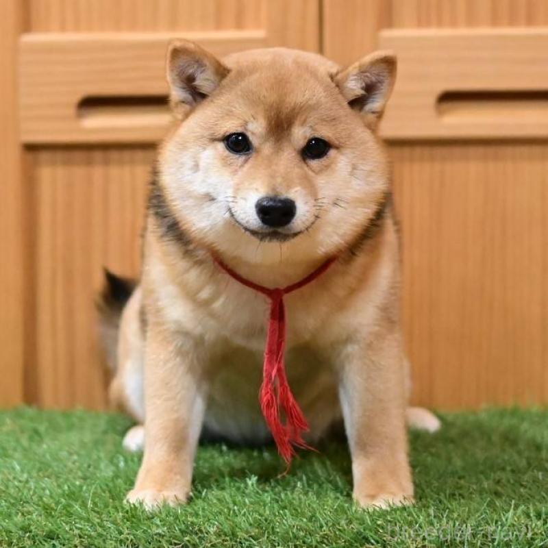 販売中の岡山県の豆柴-425318の4枚目