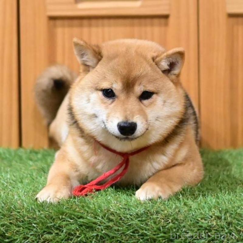 販売中の岡山県の豆柴-425318の3枚目