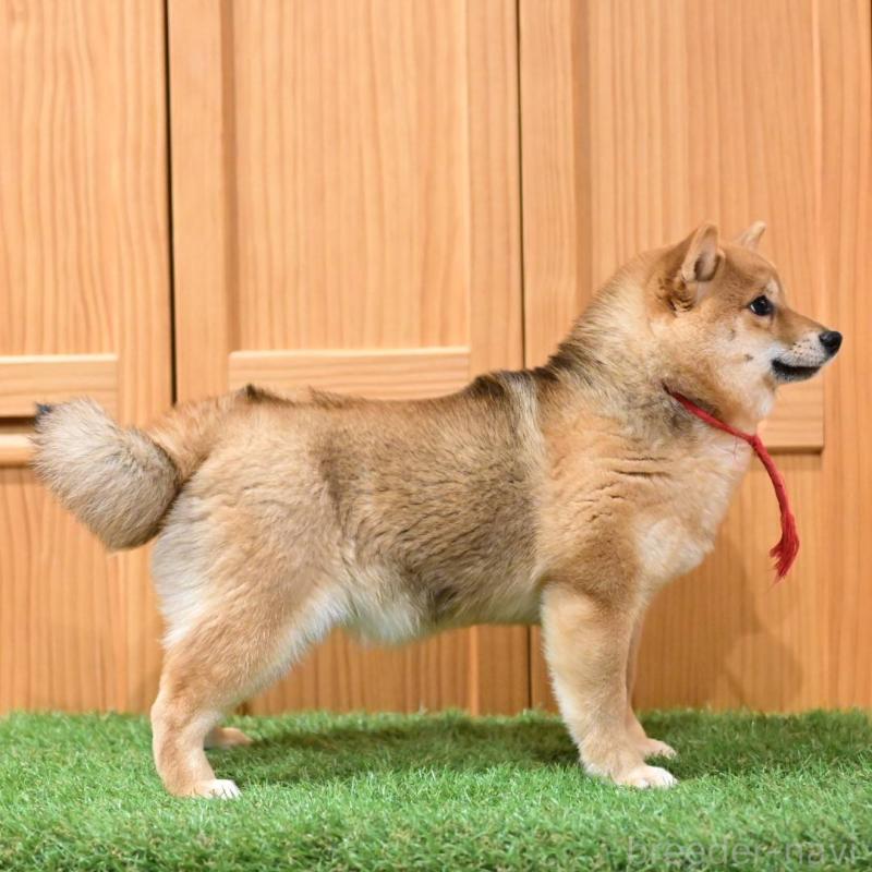 販売中の岡山県の豆柴-425318の2枚目