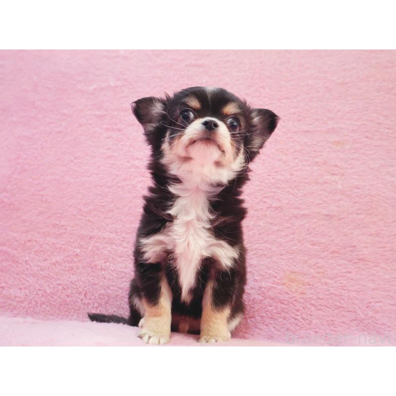 販売中の神奈川県のチワワ(ロングコート)-441560の9枚目