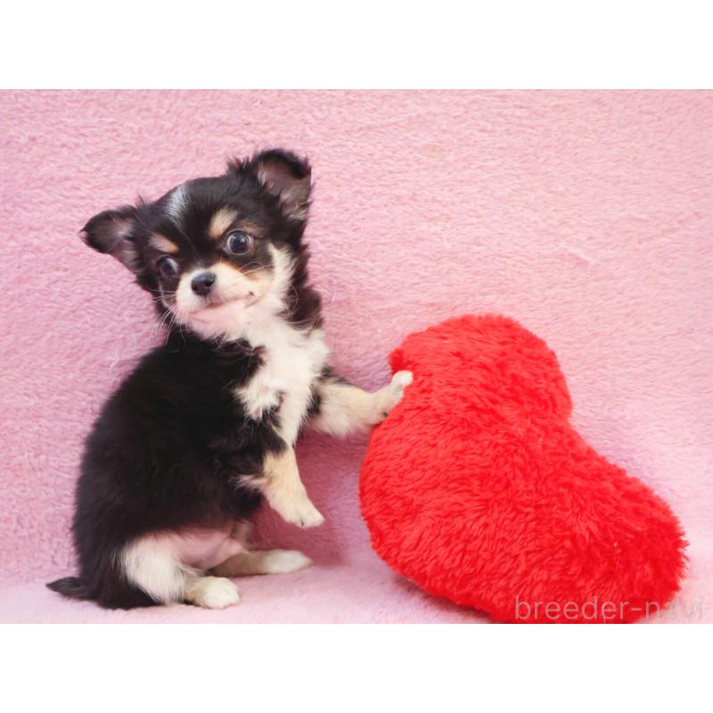 販売中の神奈川県のチワワ(ロングコート)-441560の8枚目