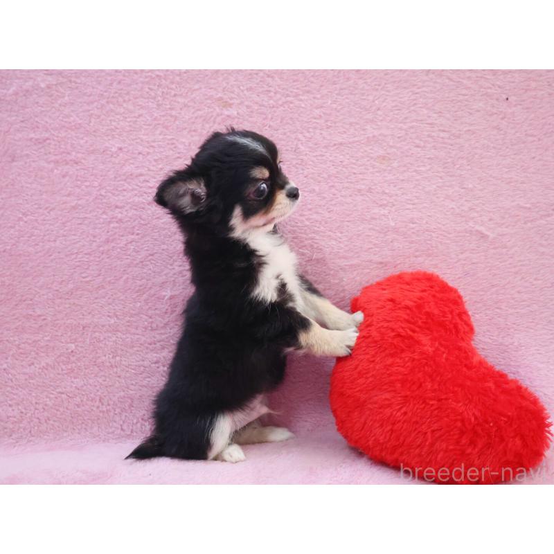 販売中の神奈川県のチワワ(ロングコート)-441560の7枚目