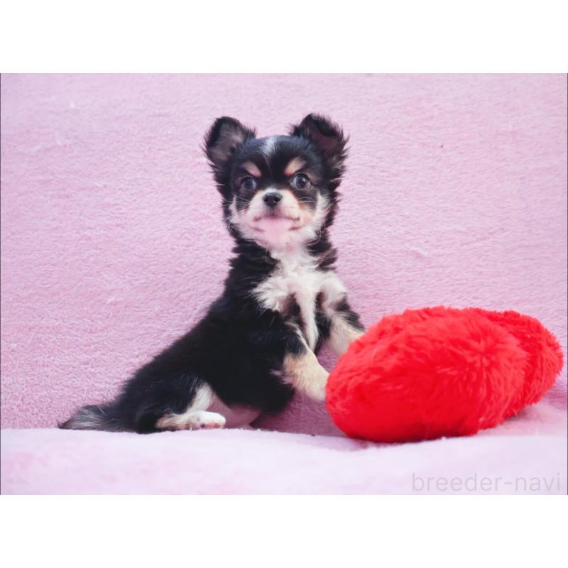 販売中の神奈川県のチワワ(ロングコート)-441560の5枚目