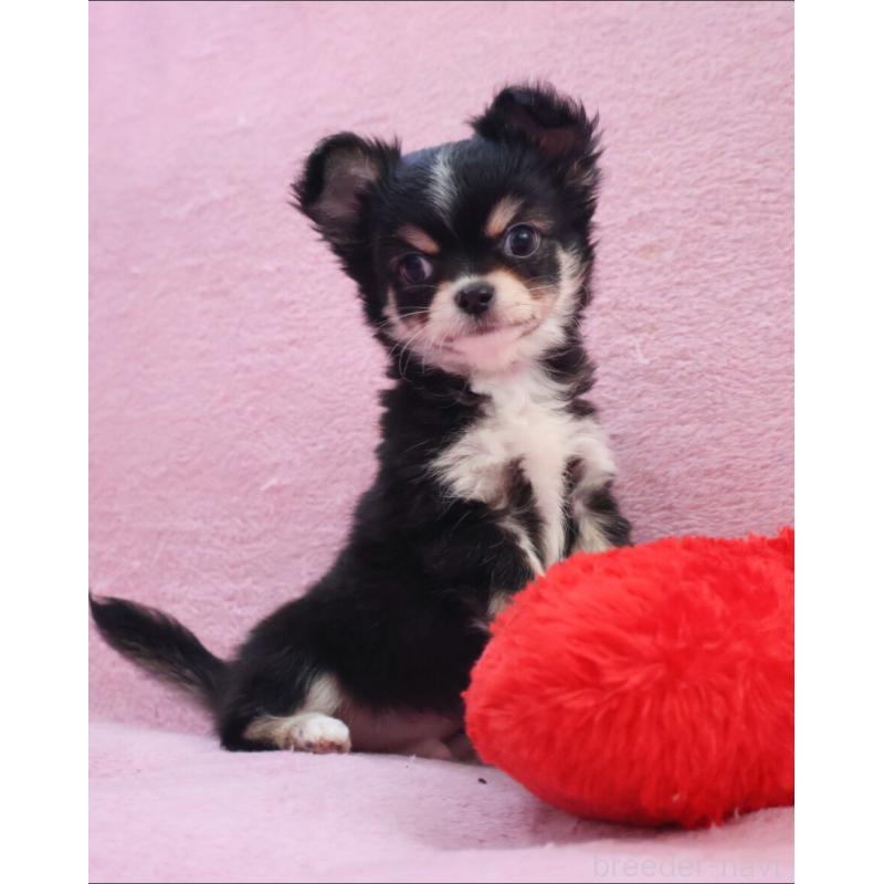 販売中の神奈川県のチワワ(ロングコート)-441560の4枚目