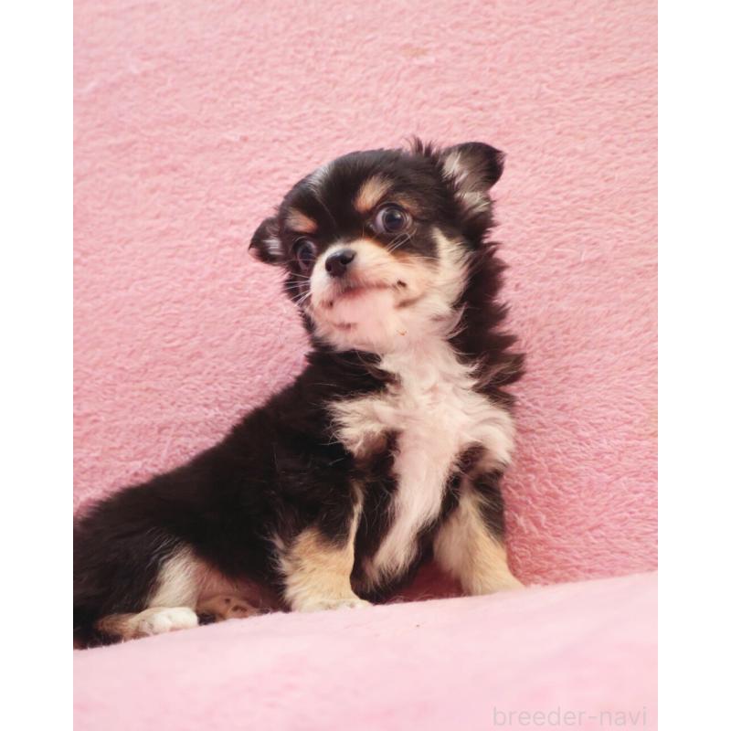 販売中の神奈川県のチワワ(ロングコート)-441560の3枚目