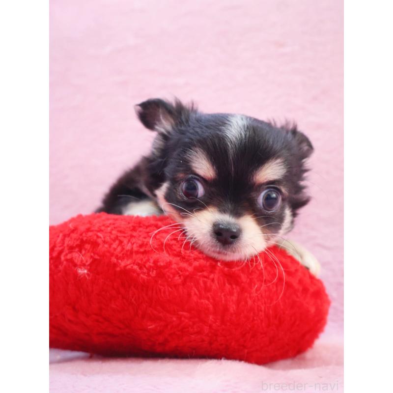 販売中の神奈川県のチワワ(ロングコート)-441560の2枚目