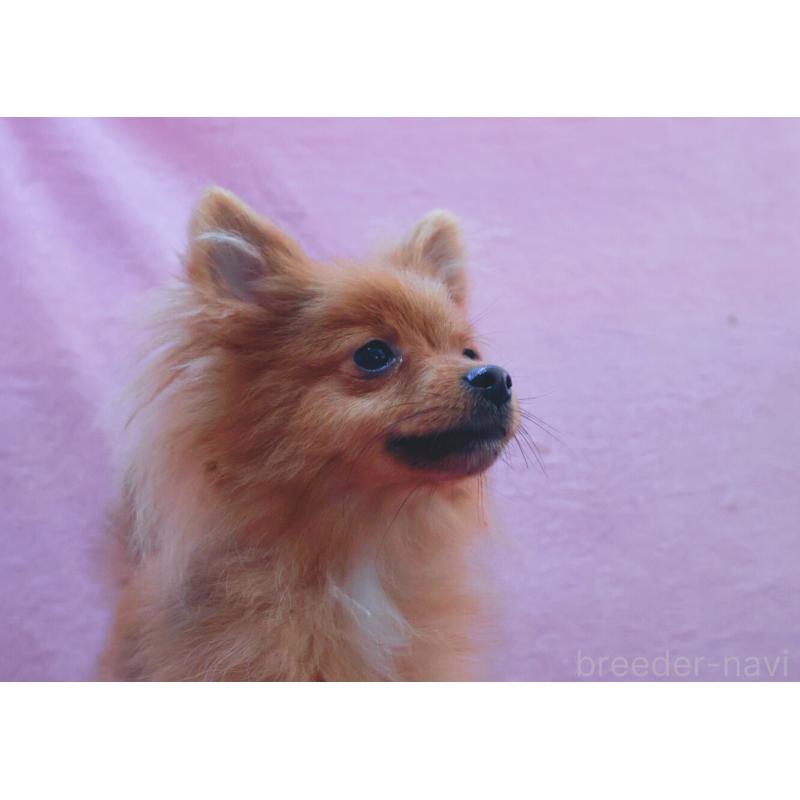 販売中の神奈川県のポメラニアン-412984の4枚目