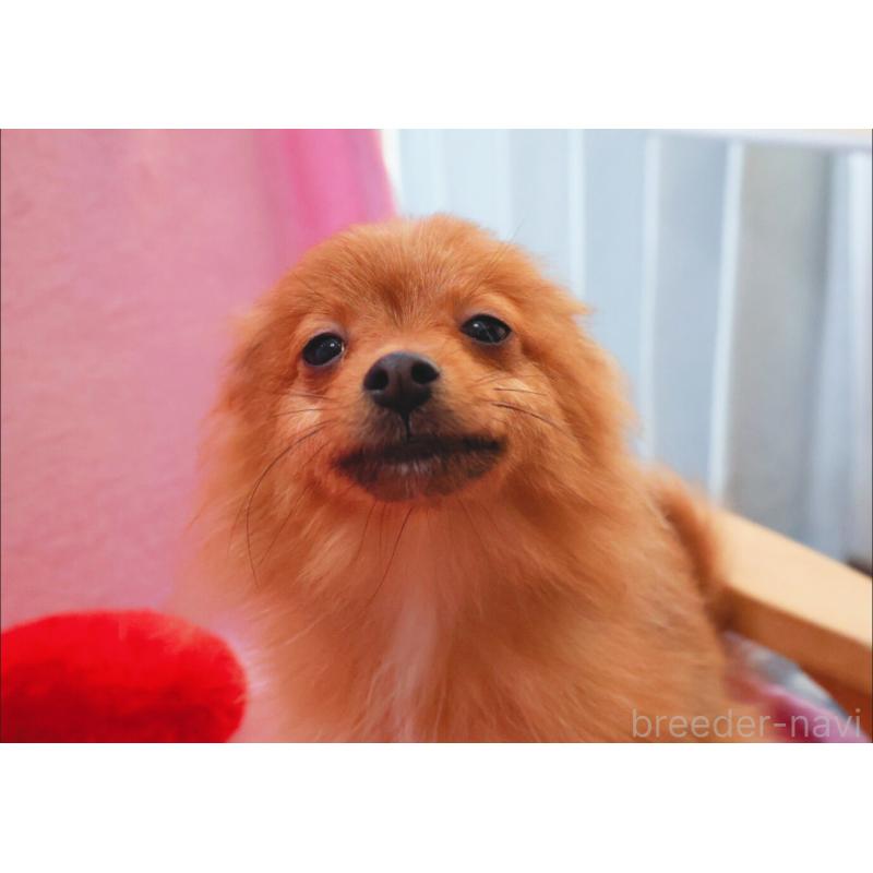 販売中の神奈川県のポメラニアン-412984の3枚目