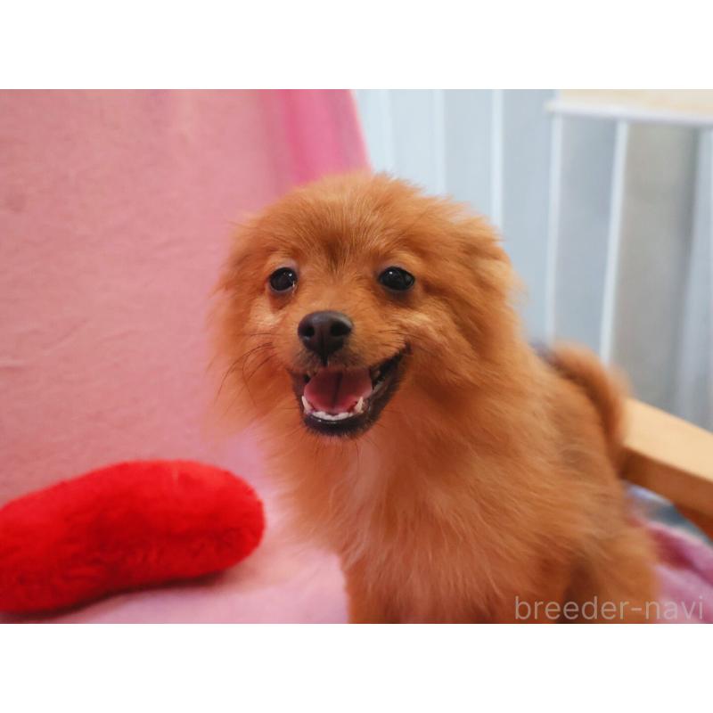 販売中の神奈川県のポメラニアン-412984の2枚目