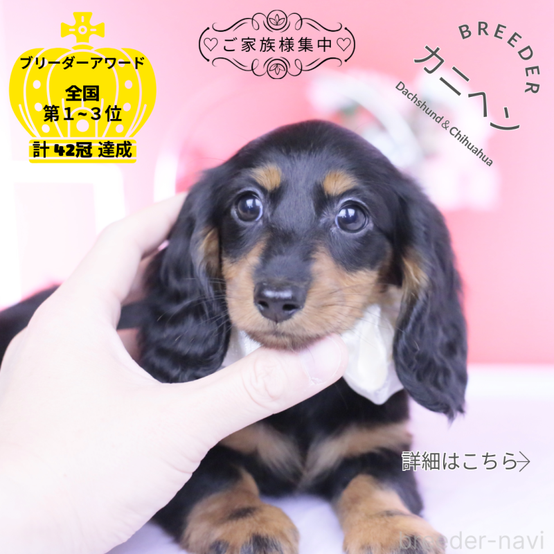 販売中の愛知県のカニンヘンダックスフンド(ロングヘアード)-444716の2枚目