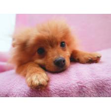 オンライン見学