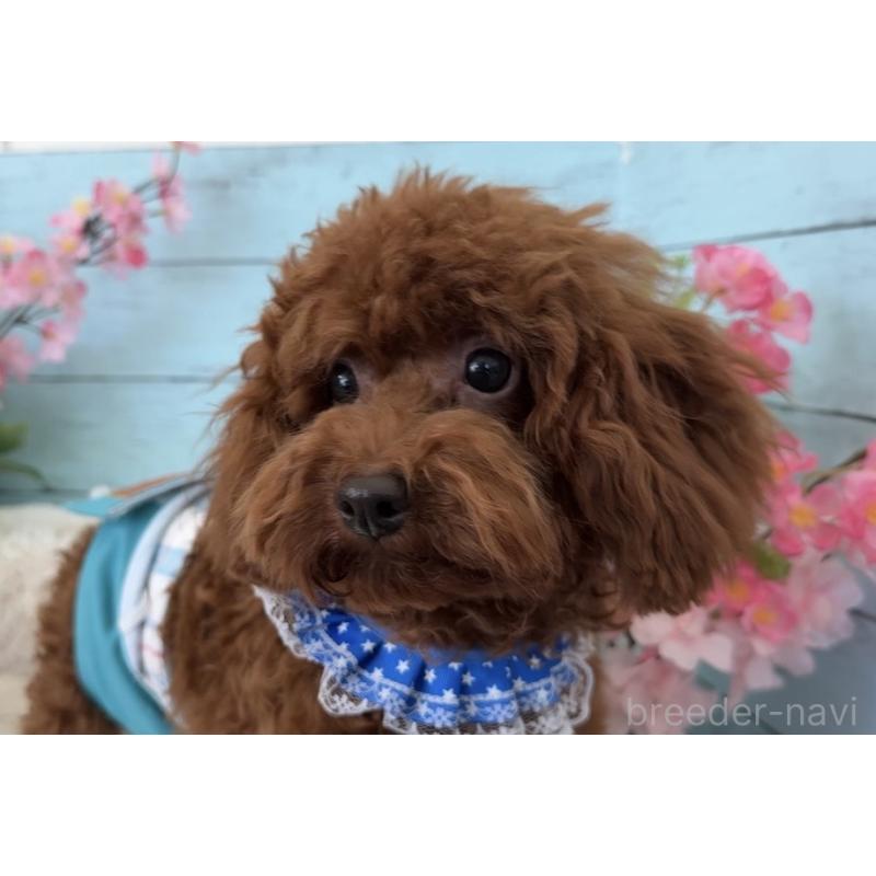 成約済の埼玉県のタイニープードル-423505の6枚目